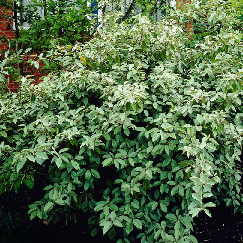 Salcioara, Elaeagnus Ebbingei Compacta