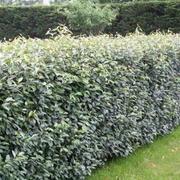 Salcioara Mirositoare, Elaeagnus Angustifolia