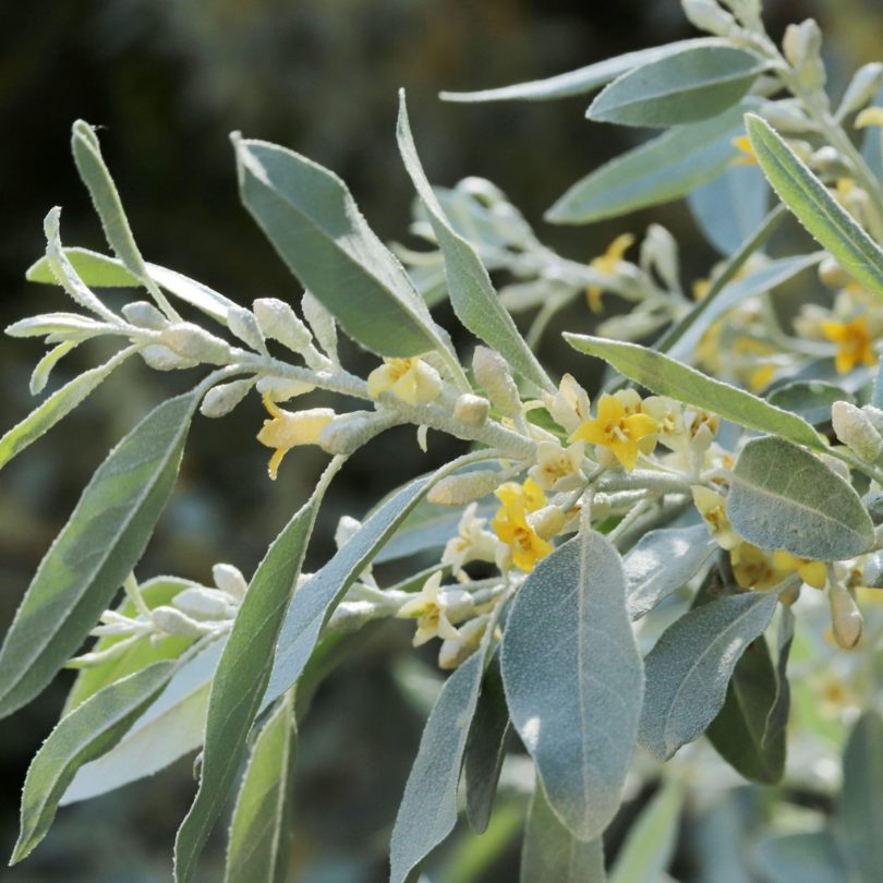 Salcioara Mirositoare, Elaeagnus Angustifolia