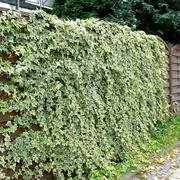 Iedera Aurie, Hedera Helix Goldchild