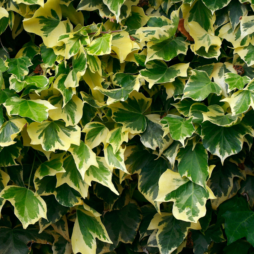 Iedera Aurie, Hedera Helix Goldchild