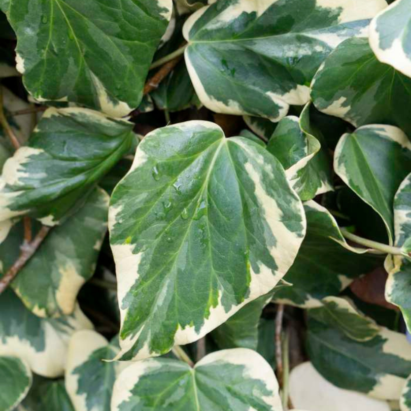 Iedera Dentata Aurea, Hedera Colchica Dentata Variegata