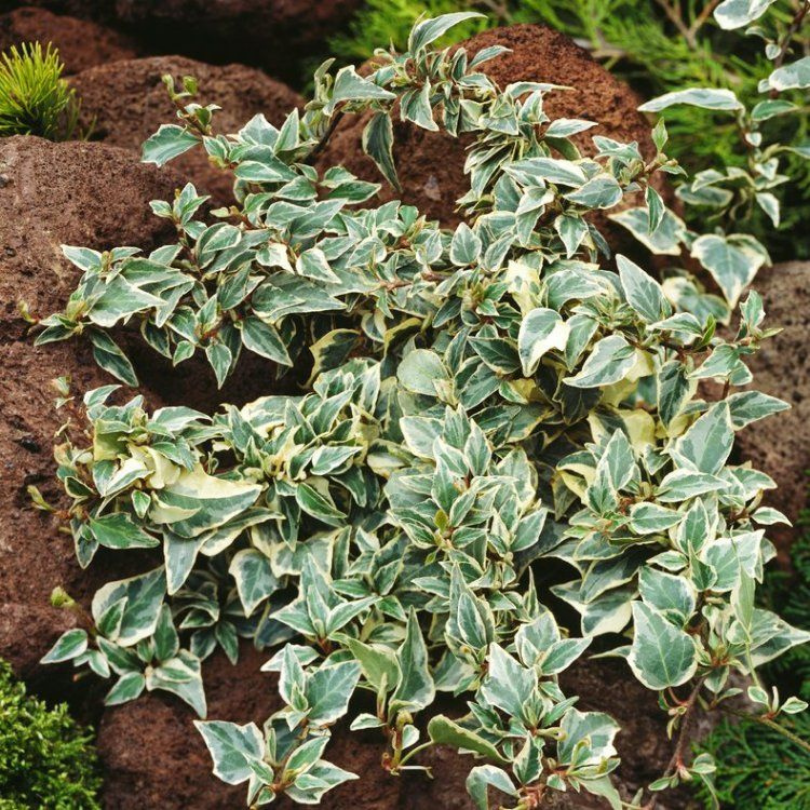 Iedera Diamant, Hedera Helix Little Diamond