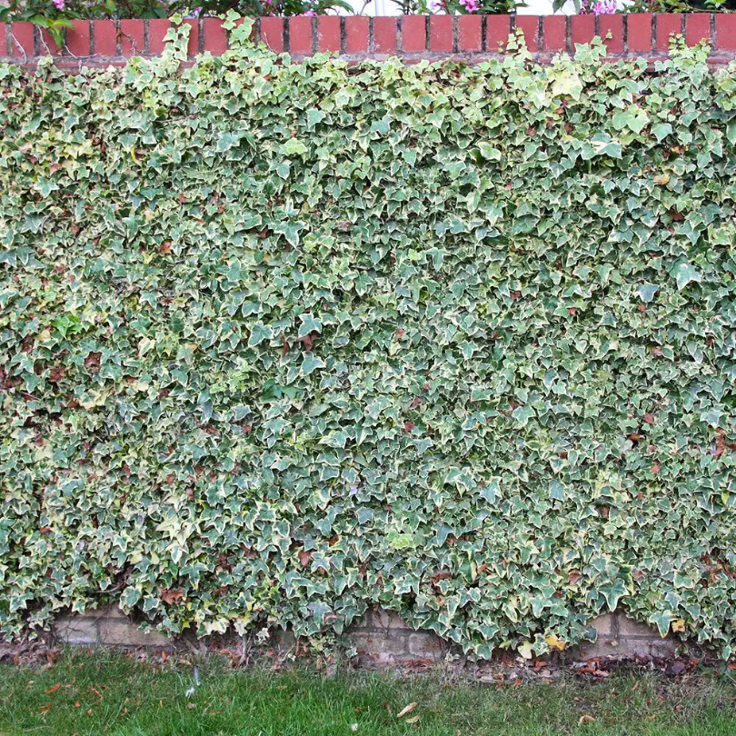 Iedera Englezeasca Bicolora, Hedera Helix Glacier