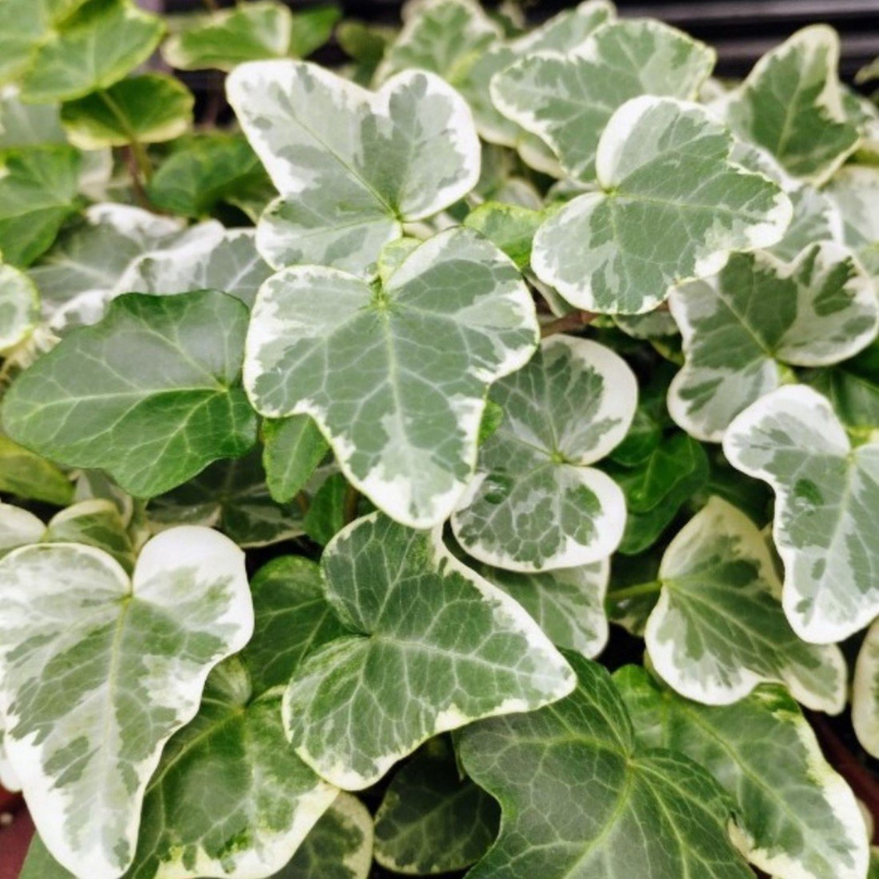 Iedera Englezeasca Bicolora, Hedera Helix Glacier