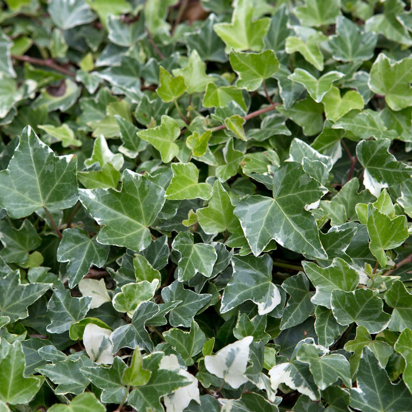 Iedera Englezeasca Bicolora, Hedera Helix Glacier