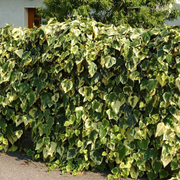 Iedera Algeriana, Hedera Algeriensis Gloire de Marengo