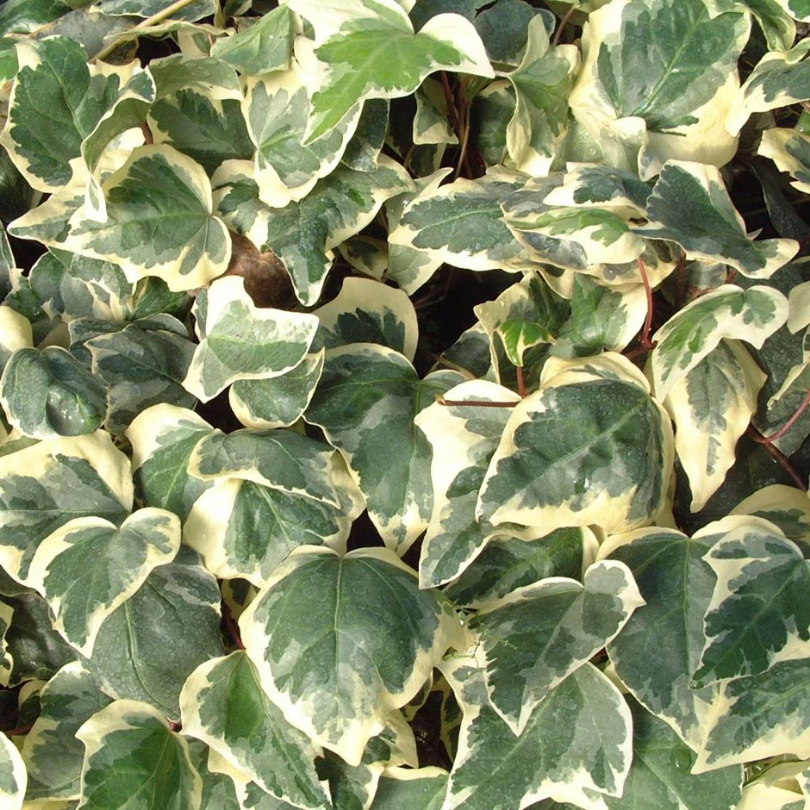 Iedera Algeriana, Hedera Algeriensis Gloire de Marengo