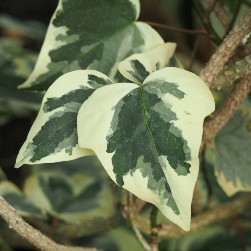 Iedera Algeriana, Hedera Algeriensis Gloire de Marengo