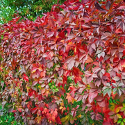 Vita Canadiana, Parthenocissus Quinquefolia