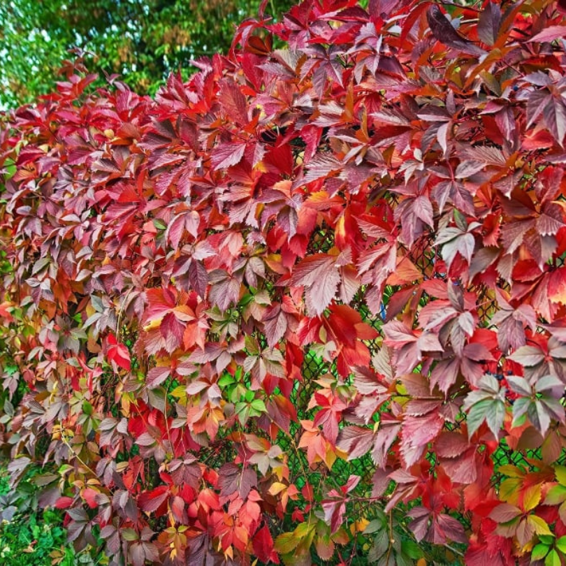Vita Canadiana, Parthenocissus Quinquefolia