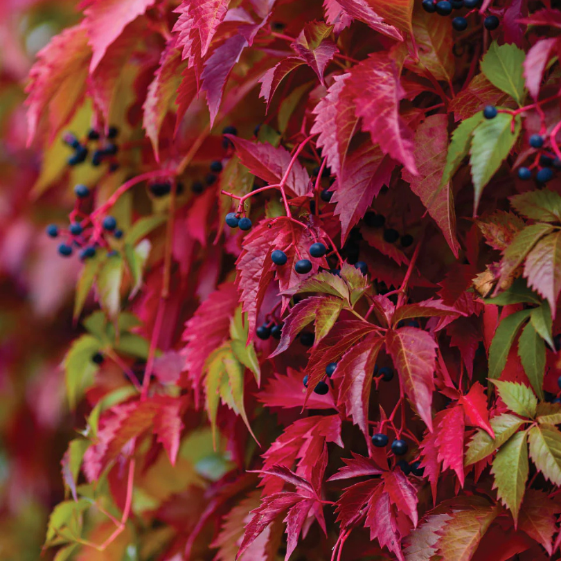 Vita Canadiana, Parthenocissus Quinquefolia