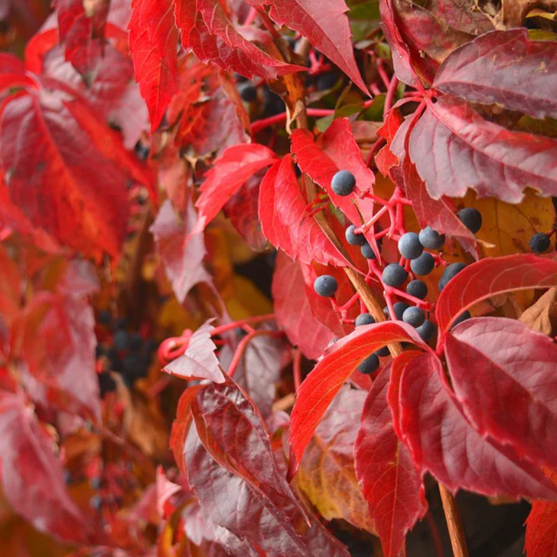 Vita Canadiana, Parthenocissus Quinquefolia Engelmannii