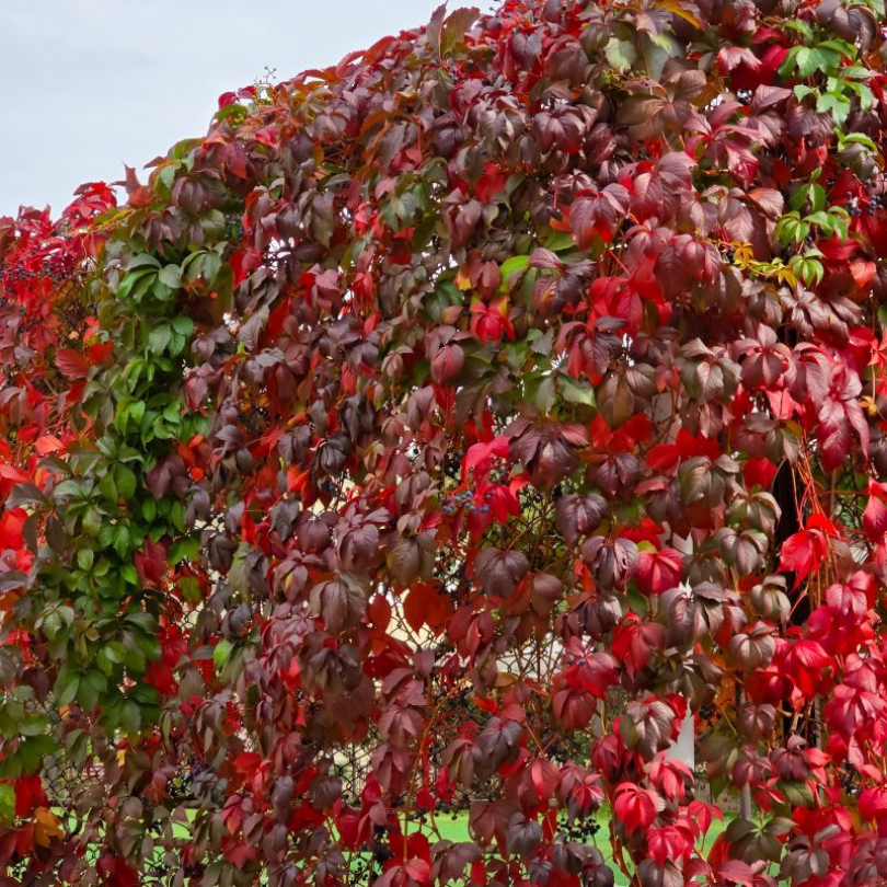 Vita Canadiana, Parthenocissus Quinquefolia Engelmannii