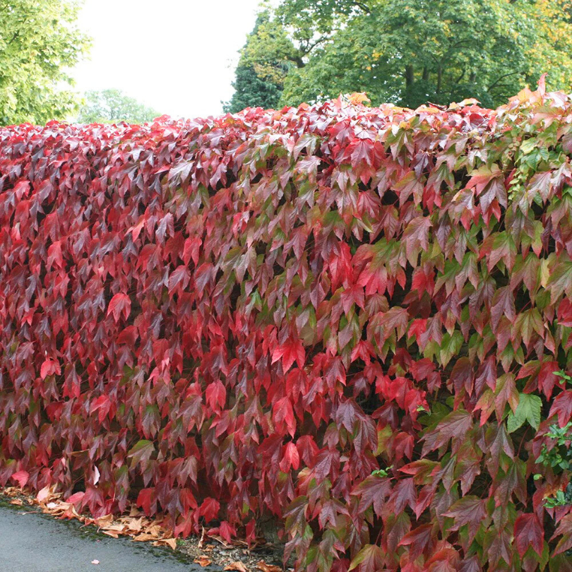 Vita Canadiana, Parthenocissus Tricuspidata Veitchii