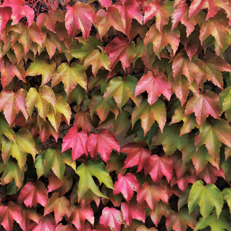 Vita Canadiana, Parthenocissus Tricuspidata Veitchii