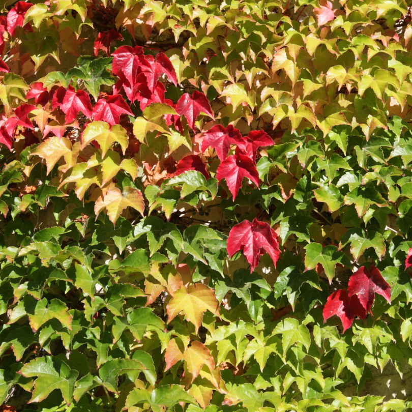 Vita Canadiana, Parthenocissus Tricuspidata Veitchii
