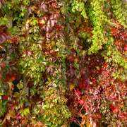 Vita Canadiana Murorum, Parthenocissus Quinquefolia