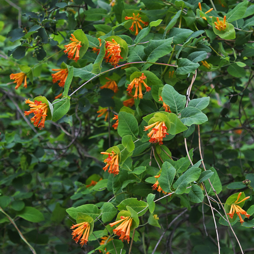 Caprifoi Portocaliu, Lonicera Ciliosa