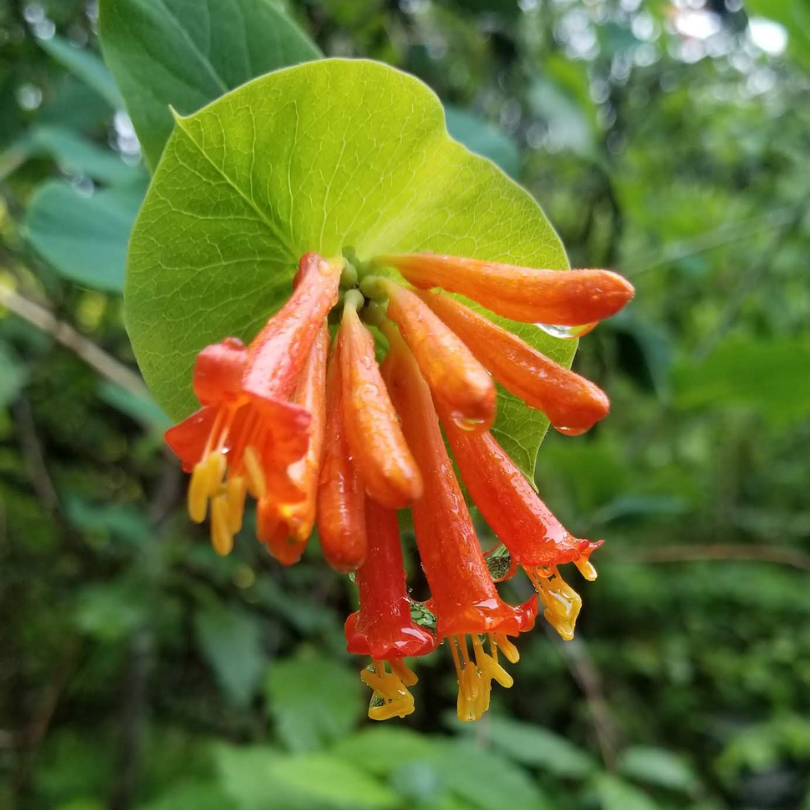Caprifoi Portocaliu, Lonicera Ciliosa