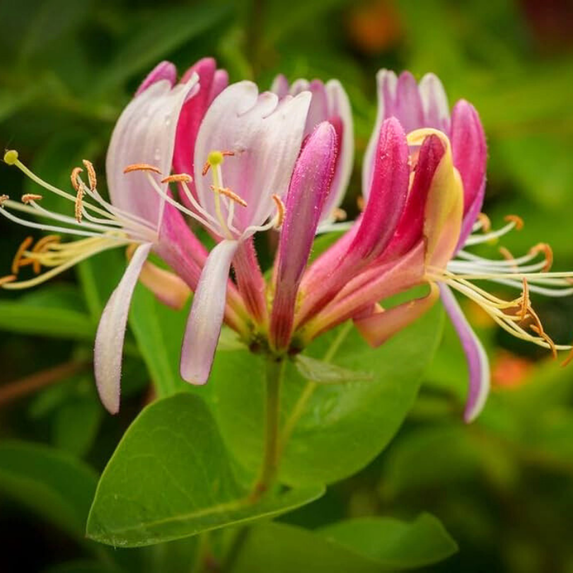 Caprifoi, Lonicera Henryi