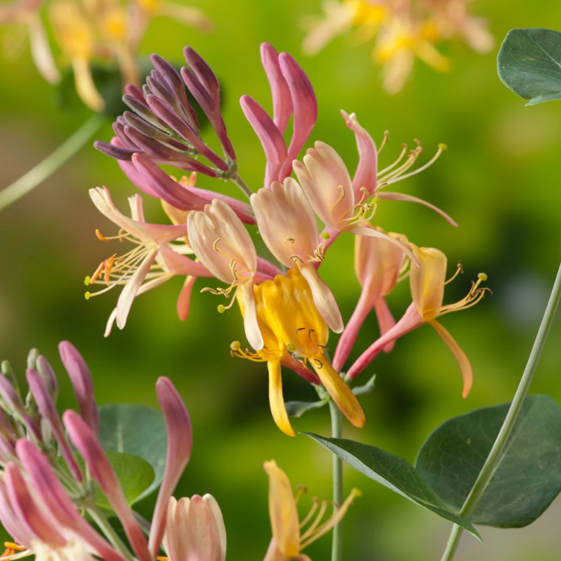 Caprifoi, Lonicera Henryi