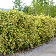 Caprifoi Variegat, Lonicera Japonica Mint Crisp
