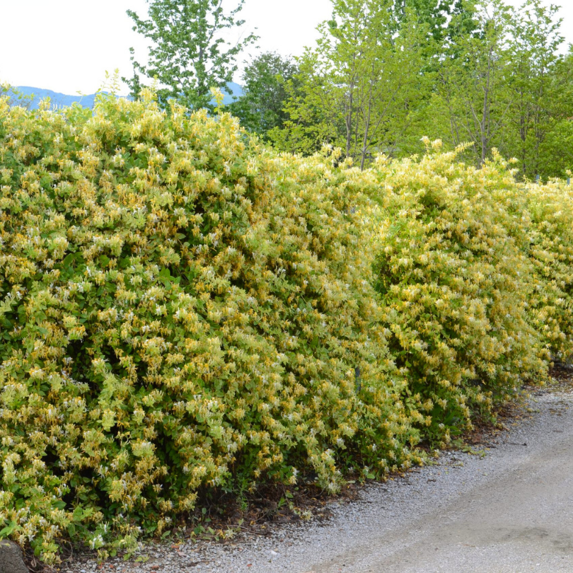 Caprifoi Variegat, Lonicera Japonica Mint Crisp