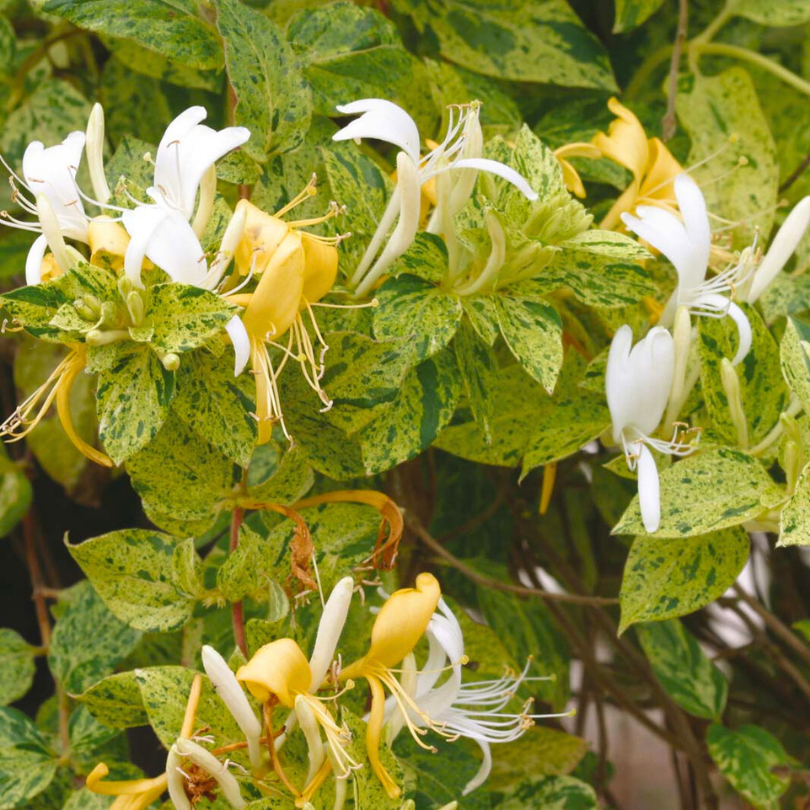 Caprifoi Variegat, Lonicera Japonica Mint Crisp