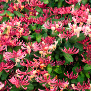 Caprifoi Serotina, Lonicera Periclymenum Serotina