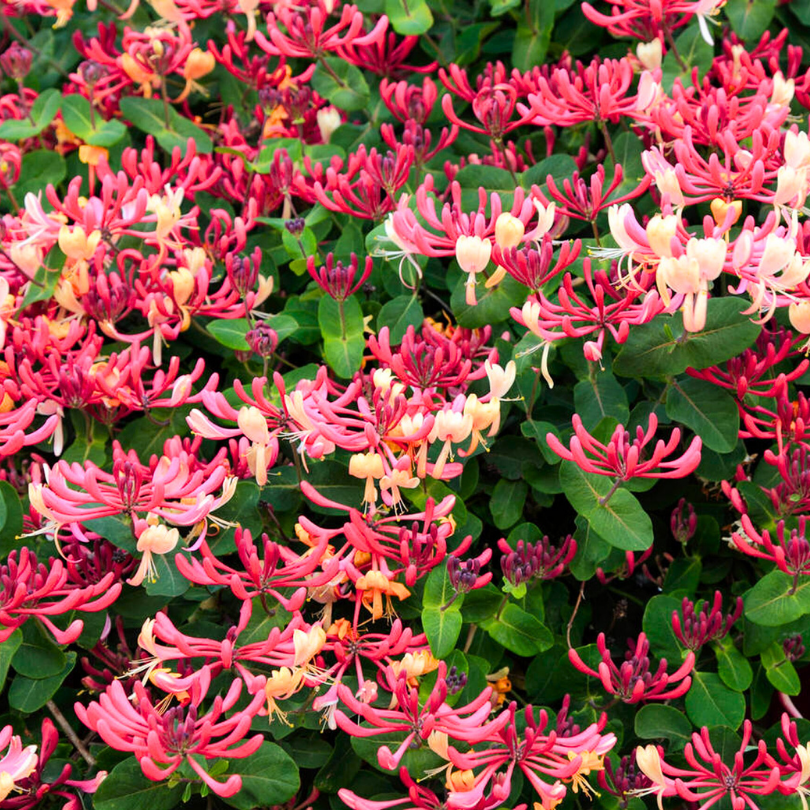 Caprifoi Serotina, Lonicera Periclymenum Serotina