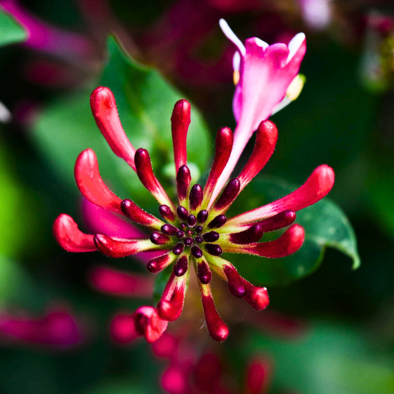 Caprifoi Serotina, Lonicera Periclymenum Serotina