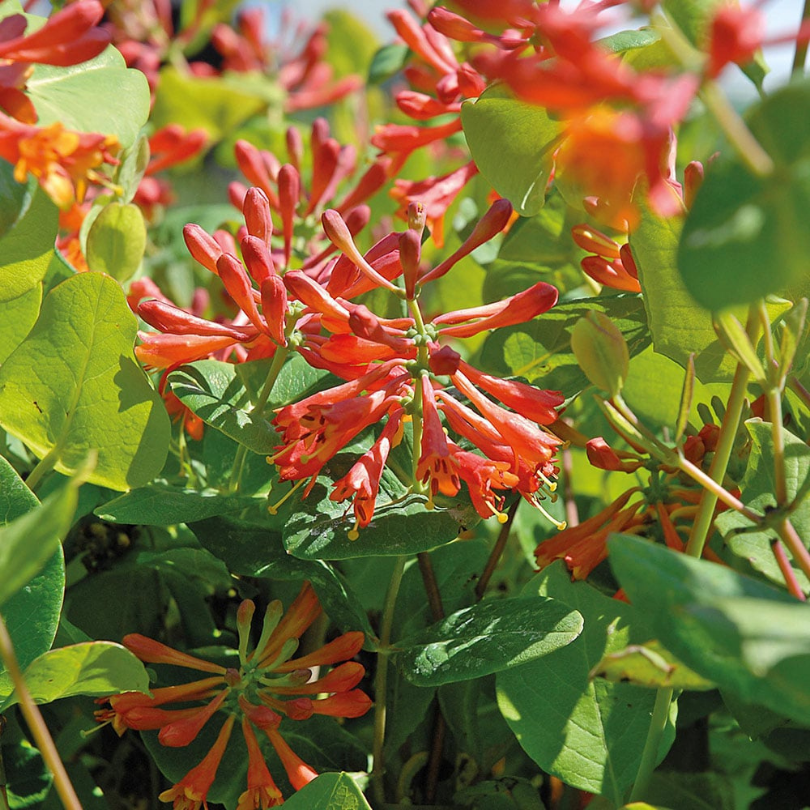 Caprifoi Scarlet, Lonicera Brownii Dropmore Scarlet
