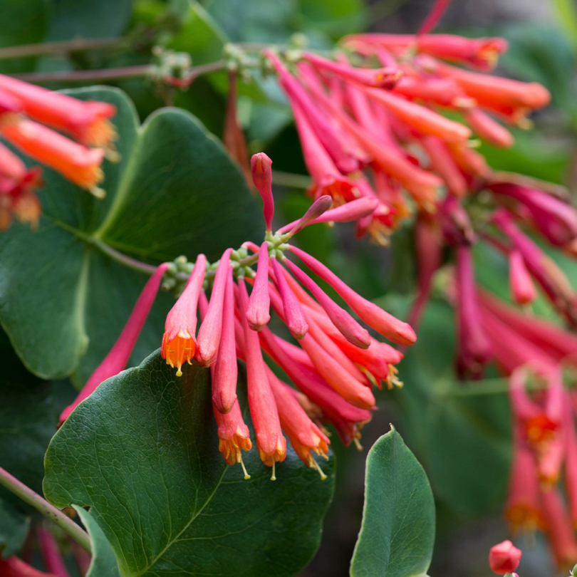 Caprifoi Scarlet, Lonicera Brownii Dropmore Scarlet