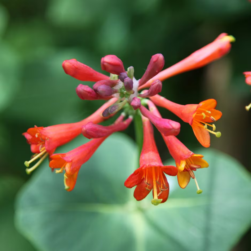 Caprifoi Scarlet, Lonicera Brownii Dropmore Scarlet