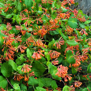Caprifoi Scarlet, Lonicera Brownii Dropmore Scarlet
