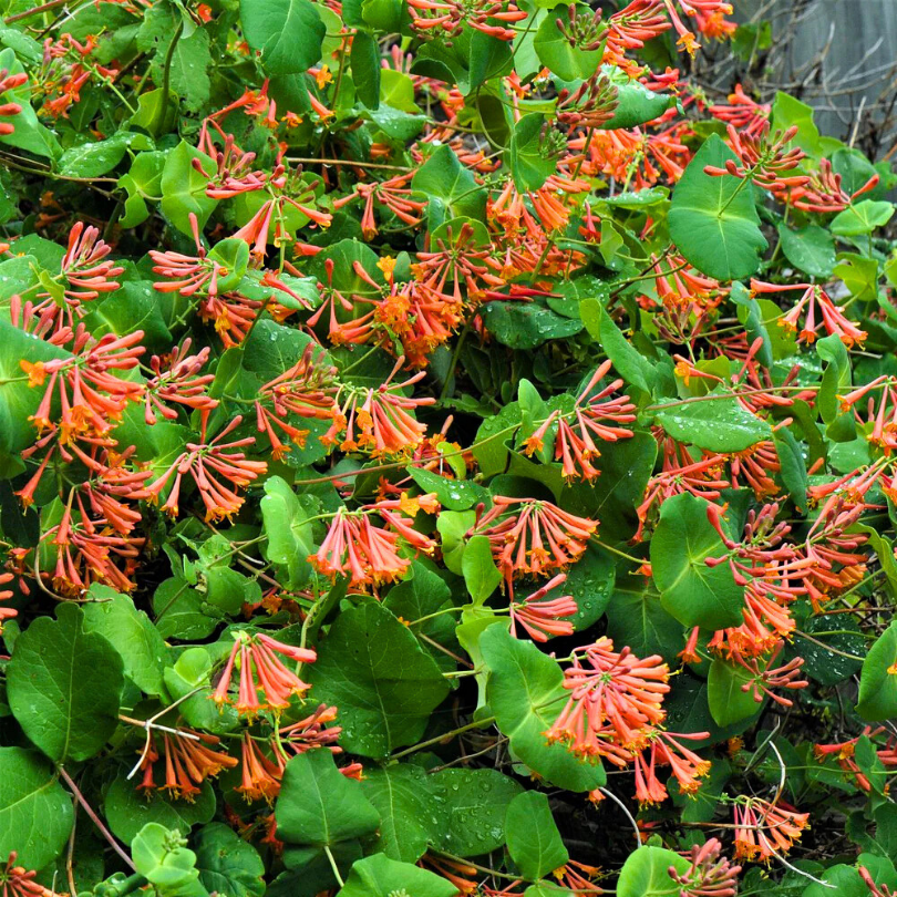 Caprifoi Scarlet, Lonicera Brownii Dropmore Scarlet