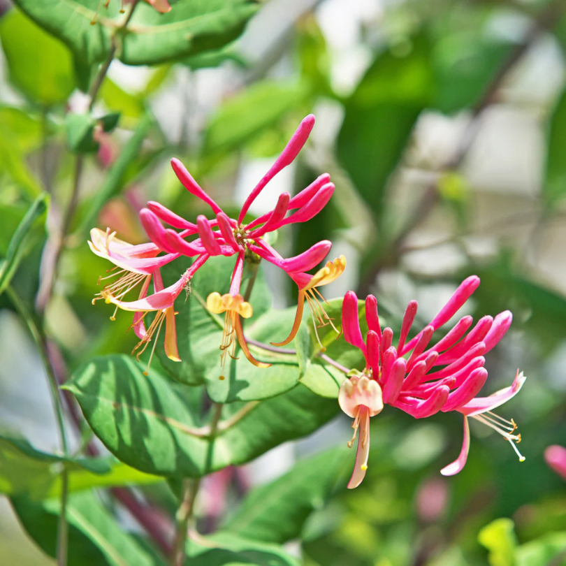 Caprifoi Rosu, Lonicera Japonica American Beauty