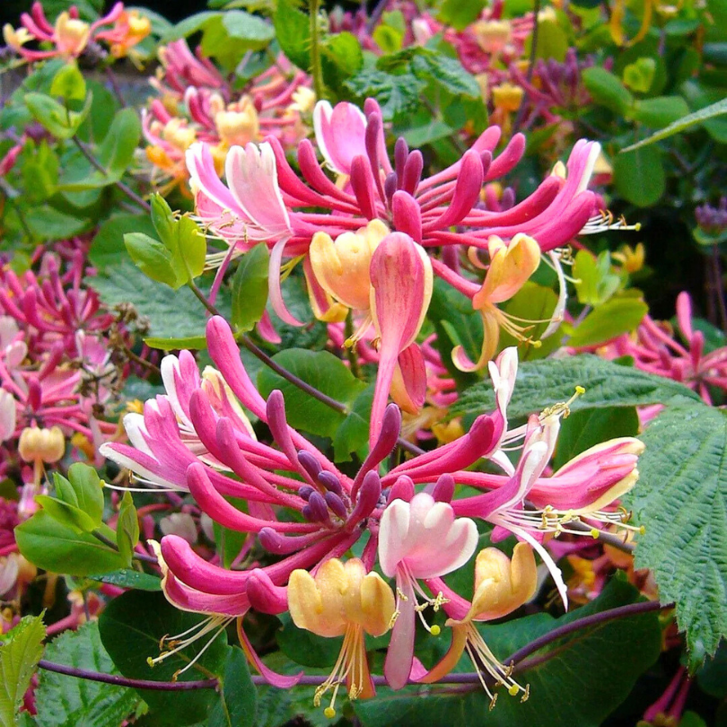 Caprifoi Rosu, Lonicera Japonica American Beauty