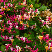 Caprifoi Rosu, Lonicera Japonica American Beauty