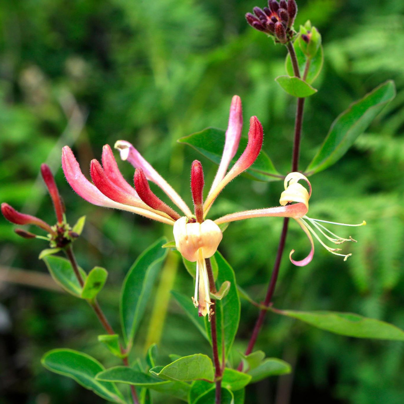 Caprifoi, Lonicera Japonica Chinensis