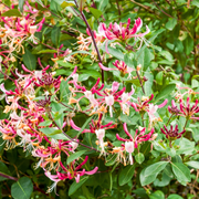 Caprifoi, Lonicera Japonica Chinensis