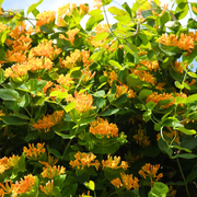 Caprifoi, Lonicera Brownii Golden Leon