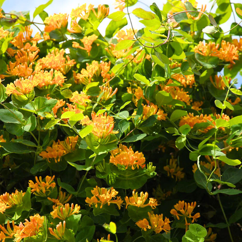 Caprifoi, Lonicera Brownii Golden Leon