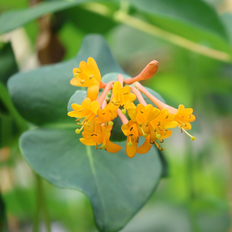 Caprifoi, Lonicera Brownii Golden Leon