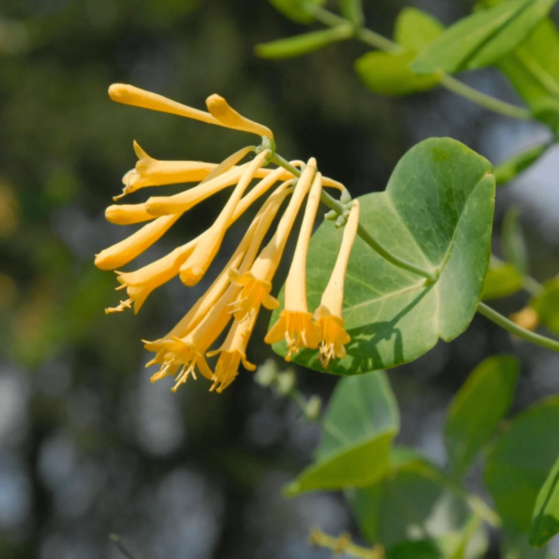 Caprifoi, Lonicera Brownii Golden Leon