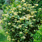 Caprifoi Japonez, Lonicera Japonica Halliana