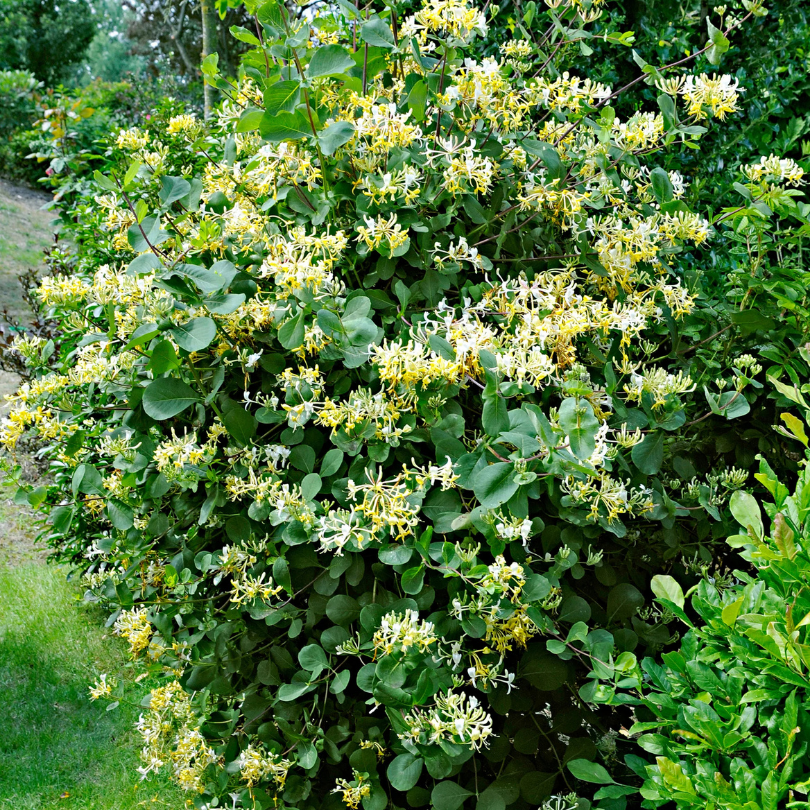Caprifoi Japonez, Lonicera Japonica Halliana