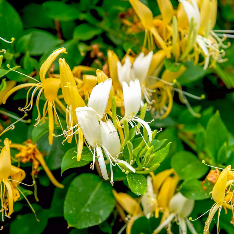 Caprifoi Japonez, Lonicera Japonica Halliana