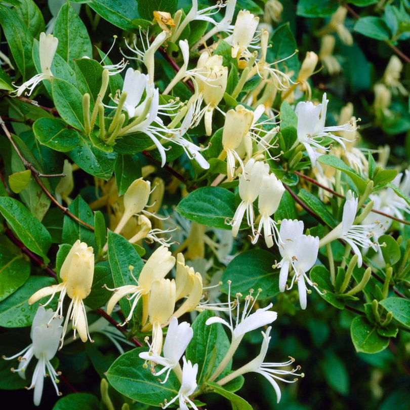 Caprifoi Japonez, Lonicera Japonica Halliana